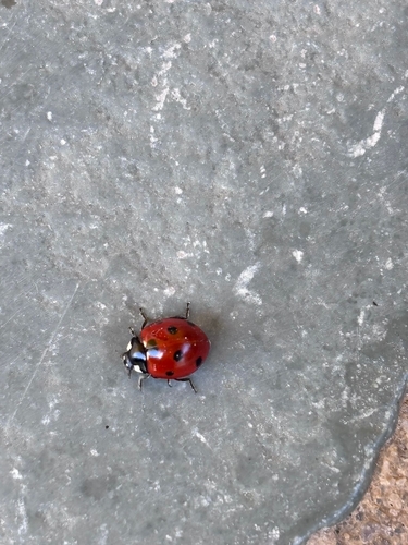 Seven-spotted Lady Beetle