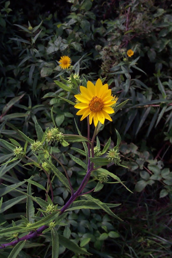 Whorled Sunflower in September 2003 by Bart Jones · iNaturalist