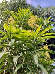 Dracaena angustifolia