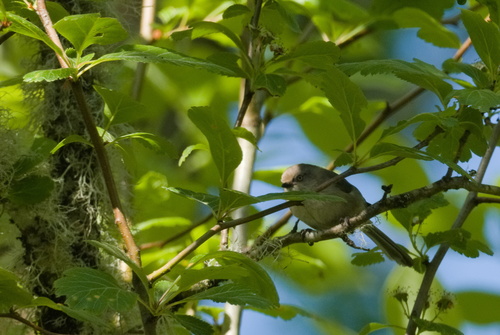 Bushtit