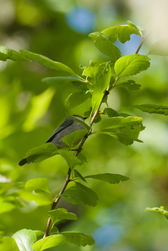 Bushtit