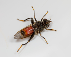 Chalcosyrphus libo