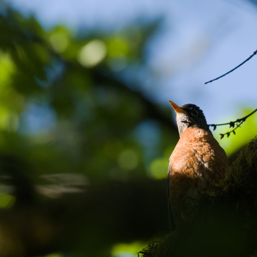 American Robin