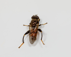 Chalcosyrphus libo