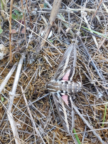 Striped Hawkmoth
