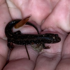 Desmognathus valtos