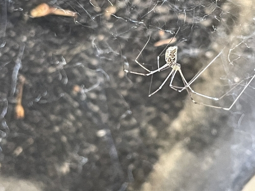 Marbled Cellar Spider