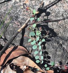 Bossiaea rhombifolia