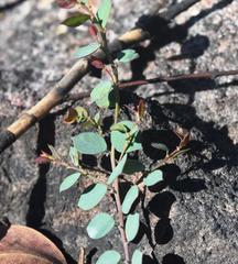 Bossiaea rhombifolia