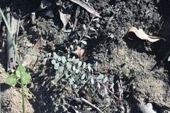 Bossiaea rhombifolia