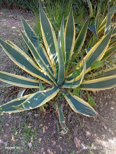 American century plant