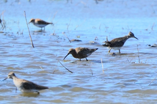 iNaturalist: (c) Анна Гуляева, some rights reserved (CC BY-NC), uploaded by Анна Гуляева iNaturalist image