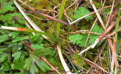 Carex pansa