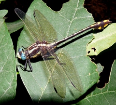 Gomphurus ozarkensis