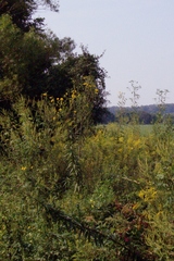 Helianthus verticillatus