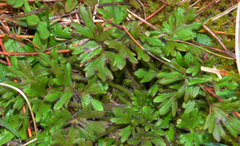 Ranunculus occidentalis