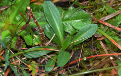 Solidago spathulata