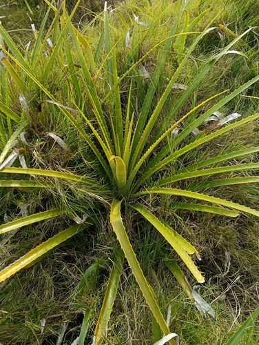 wild banana