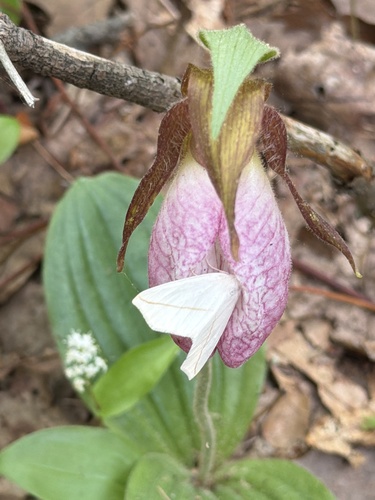 White Slant-line photo 5