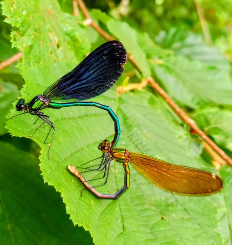 Beautiful Demoiselle