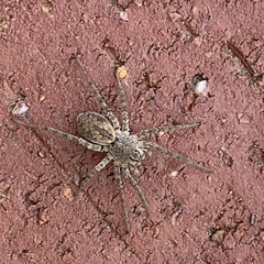 Portacosa cinerea