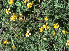 Bidens anthemoides