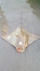 Rhinoptera steindachneri