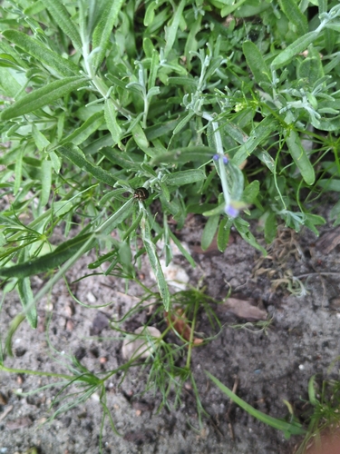 Rosemary Beetle