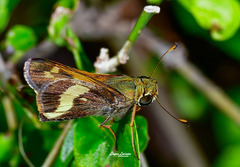 Atalopedes mesogramma