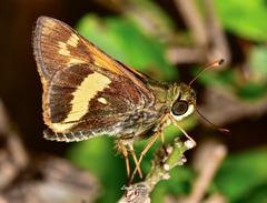 Atalopedes mesogramma apa