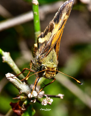 Atalopedes mesogramma