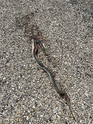 Eastern Montpellier Snake