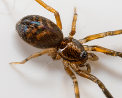 Phrurolithidae