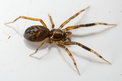 Phrurolithidae