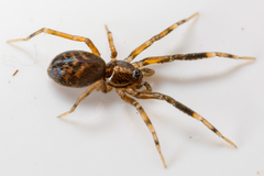 Phrurolithidae