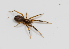 Phrurolithidae