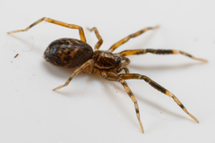 Phrurolithidae