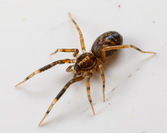 Phrurolithidae