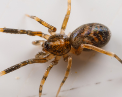Phrurolithidae