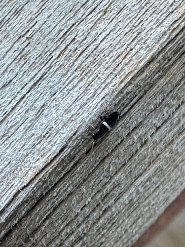 Variable Cockroach