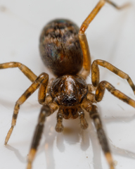 Phrurolithidae