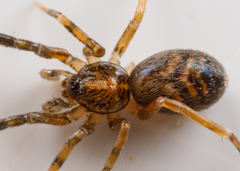 Phrurolithidae