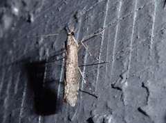 Orocrambus cyclopicus