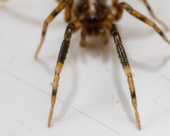 Phrurolithidae