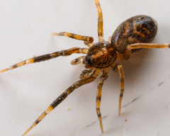 Phrurolithidae