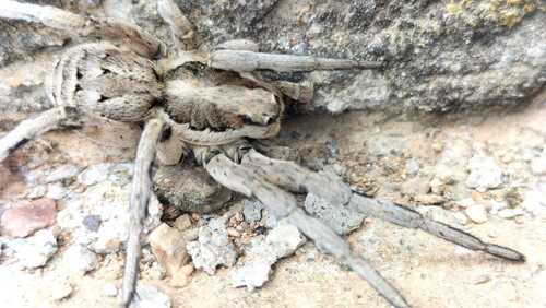 Lycosa praegrandis