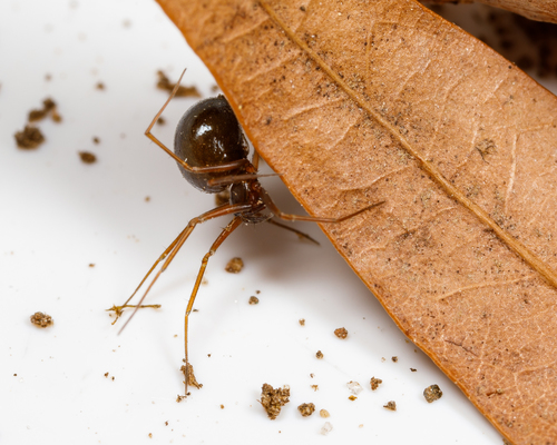 Diplostyla concolor photo 2