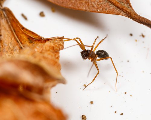 Diplostyla concolor photo 3
