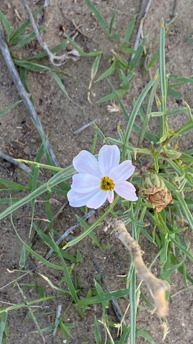 Hole-in-the-sand Plant