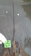 Rhinoptera steindachneri